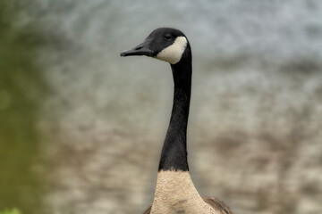 Fototapeta premium Headshot of a Canadian Goose