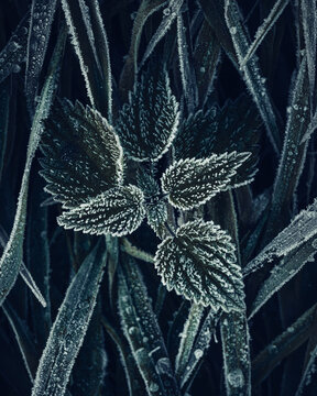 View of frosted nettle leaves and grass blades covered in white hoarfrost during a cold morning in Nowe Gniewniewice, Masovian Voivodeship, Poland.