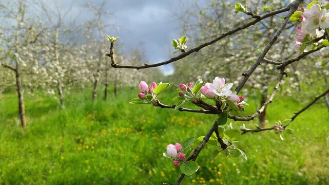 Blooming apple trees in spring time in Nava municipality, Comarca de la Sidra, Asturias, Spain, Europe 