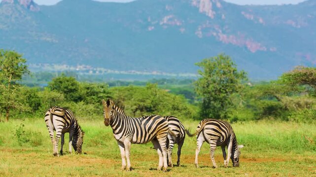 A herd of Burchell's zebra (Equus quagga burchellii) grazing in south african safari.