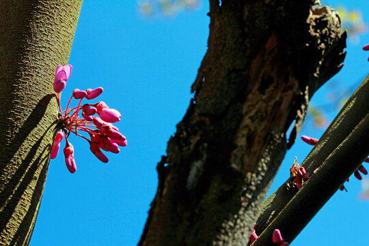 common judas tree