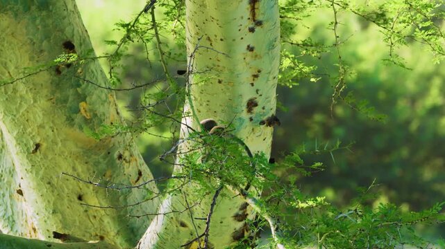 Footage of a baby vervet monkey (Chlorocebus pygerythrus) jumping from tree, South Africa. 