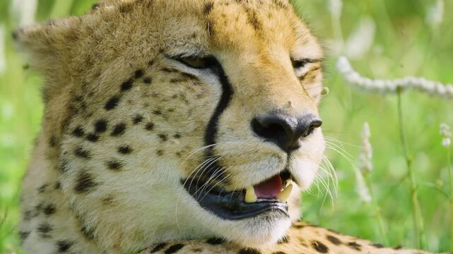 Extreme close up of an African Cheetah face resting in Savanah of South Africa.