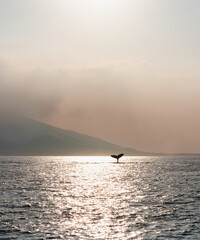 Whale tail silhouette at sunset over Maui ocean horizon © Jacqueline