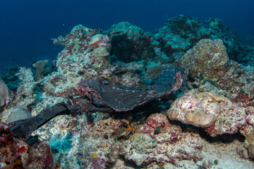 Fototapeta premium Close-up of black plastic bag tangled over coral reef damaging tropical corals in Maldives underwater scene