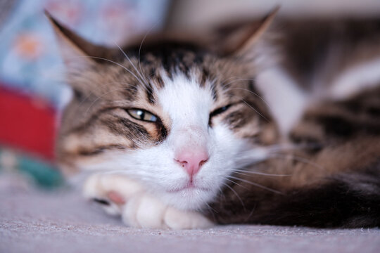 Adorable lazy domestic cat winking playfully with one eye closed while resting completely relaxed with crossed paws upon a soft comfortable household fabric surface