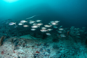 Fototapeta premium Wide School of Priacanthus hamrur Along Maldives Reef Bottom