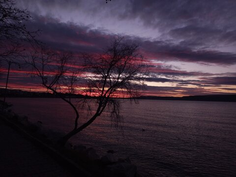 sunset over the sea with silhouette of oleaster tree, dardanelles, hellespont