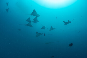 Obraz premium School of Spotted Eagle Rays Swimming in Blue Ocean Waters in Maldives