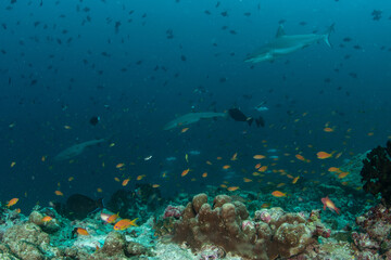 Obraz premium Whitetip and Silvertip Reef Sharks Over Vibrant Maldivian Reef Slope with Fish Schools