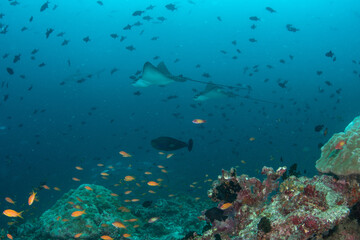 Golden Damselfish Over Hard Coral Structures with Eagle Rays Crossing Deep Blue Maldives Ocean © Krzysztof Bargiel