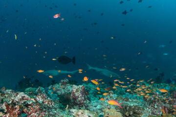 Fototapeta premium Whitetip Sharks Hunting Patrol Above Vibrant Maldivian Reef with Red Fish Schoo