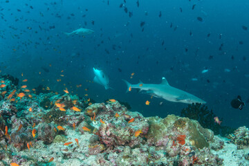 Obraz premium Whitetip reef shark near coral reef drop-off with eagle ray and sharks in background in Maldives underwater scene