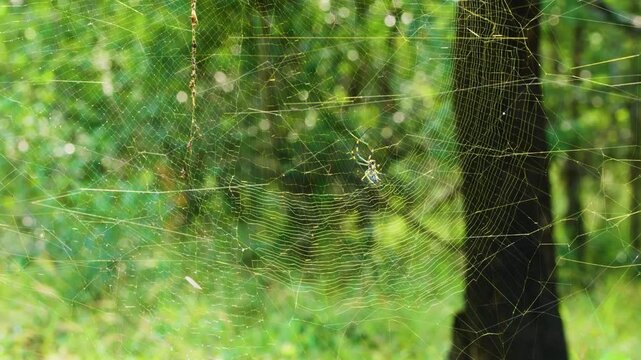 Close up of a Golden orb web spider (Trichonephila inaurata) in south africa.