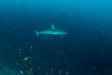 Naklejka premium Silvertip shark close-up on reef slope with eagle rays and whitetip reef shark in Maldives