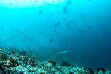 Fototapeta premium Large group of eagle rays silhouetted above vibrant coral reef and fish schools in Maldives
