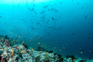Obraz premium Colorful coral reef at drop-off with silhouetted eagle rays passing above in Maldives