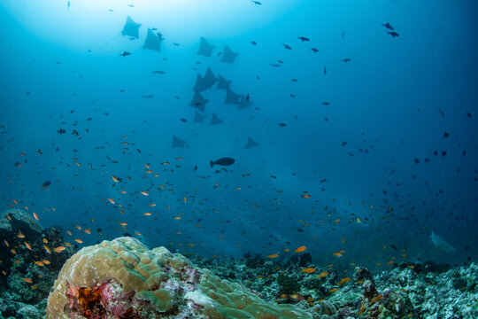 Massive eagle ray formation moving through blue Maldives waters above coral reef