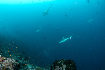 Obraz premium Sharks passing above coral reef slope with camera pointed toward surface in Maldives blue water