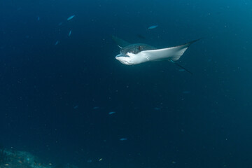Fototapeta premium Spotted eagle ray front view swimming in Maldives coral reef waters