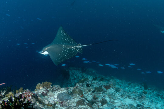 Spotted eagle ray gliding through Maldives reef with dramatic angle perspective