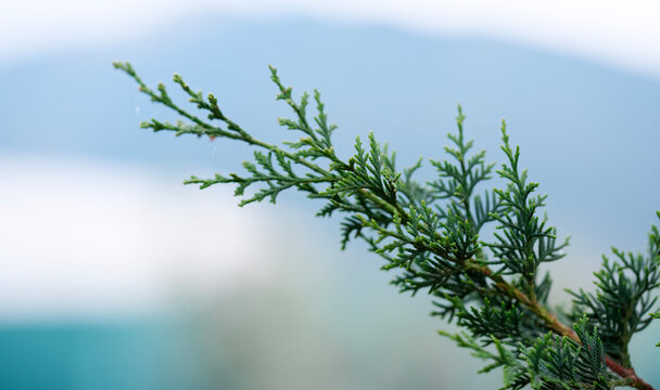 Upward pointing vibrant green evergreen branch positioned prominently against a distant softly blurred mountain landscape highlighting pure outdoor environmental peace