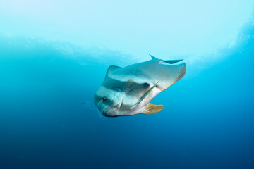 Naklejka premium Longfin batfish (Platax teira) feeding in open blue water in Maldives coral reef ecosystem