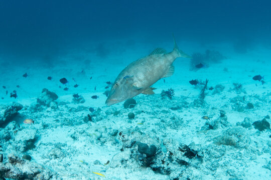 Longface emperor fish (Lethrinus olivaceus) searching for food over sandy seabed in Maldives