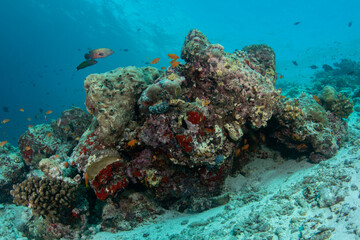 Fototapeta premium Shallow coral reef in Maldives with diverse fish and coral bommies in clear blue water
