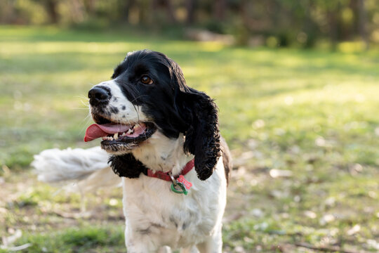 black and white cocker spaniel portrait