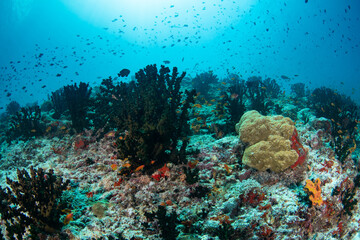 Naklejka premium Dense midwater school of lyretail anthias above coral reef with green cup corals in Maldives