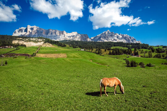 Peaceful picturesque mesmerizing atmospheric panorama landscape with The Dolomites, Pale Mountains at the background and alpine meadow grasslands with a hourse pasture with blue sky