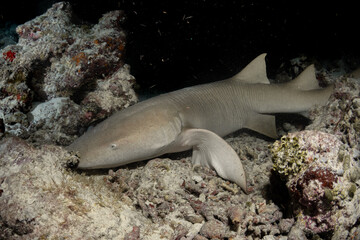 Fototapeta premium Nurse shark resting near sandy seabed night dive Maldives close bottom