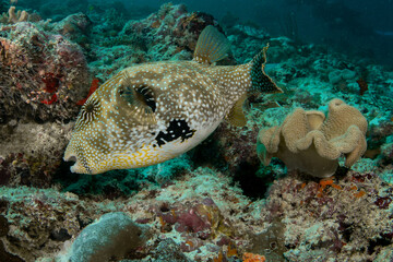 Fototapeta premium Map pufferfish searching for food over coral reef in Maldives tropical waters