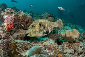 Obraz premium Tropical fish swimming over coral reef in Maldives clear blue underwater scene