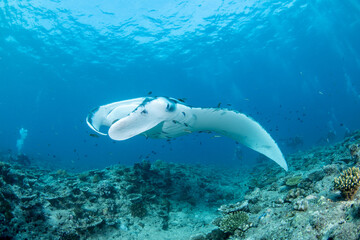 Close-up manta ray swimming over coral reef in Maldives tropical waters © Krzysztof Bargiel