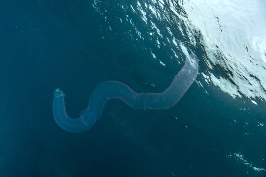 Wide view of pyrosome colony drifting near surface in clear Maldives waters