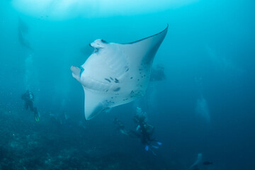 Fototapeta premium Divers and manta ray swimming over reef in deep blue Maldives ocean