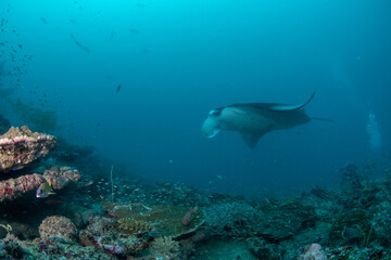 Fototapeta premium Close manta ray passing near coral reef Maldives underwater