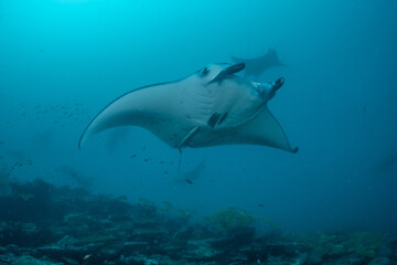 Close manta ray passing over reef with other mantas in background Maldives © Krzysztof Bargiel