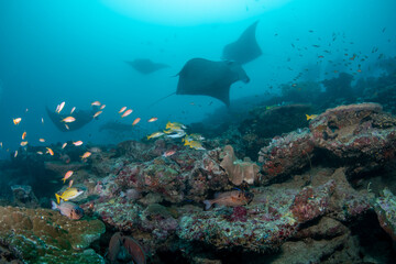 Fototapeta premium Group of manta rays gathering above cleaning station in Maldives reef waters
