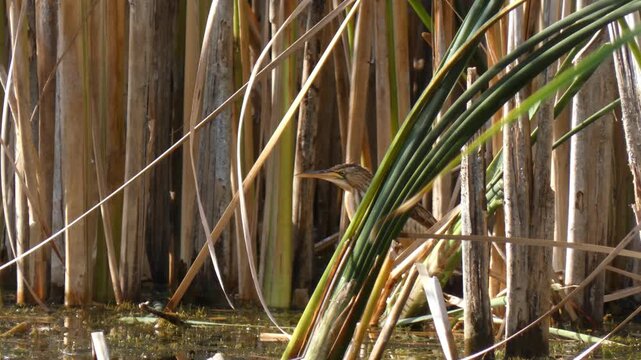 Great bittern Botaurus stellaris brown bird hiding in green reed thicket using mimicry camouflage in wetland, Close-Up, Sunlight. Resilience and Mindfulness.