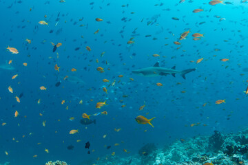Obraz premium Reef sharks in coral reef with massive school of red fish Maldives underwater
