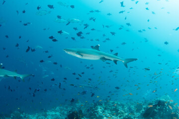 Naklejka premium Whitetip reef shark patrolling reef drop-off with scattered reef fish Maldives