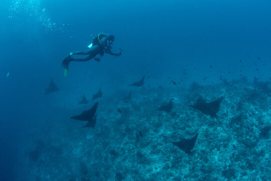 Spotted eagle rays with scuba diver in Maldives blue water