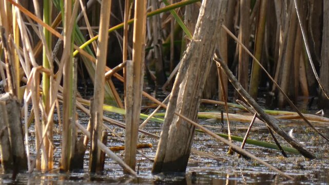 Little bittern Ixobrychus minutus bird with raised dark feathers on head jumping and flapping wings in swamp, Wide Shot, Sunlight. Vitality and Power.