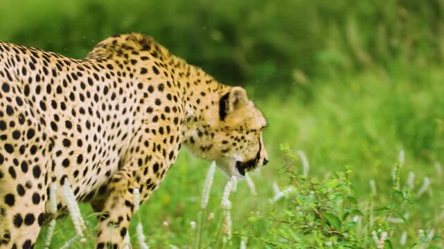 Slow motion footage of a South African Cheetah (Acinonyx jubatus) walking on green grass in south africa safari.