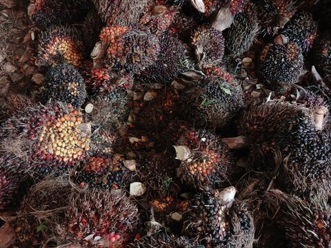 Texture of Oil Palm Fruit Aftre Harvest
