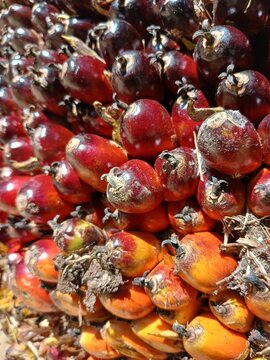 Texture of Oil Palm Fruit Aftre Harvest