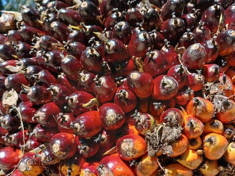Texture of Oil Palm Fruit Aftre Harvest